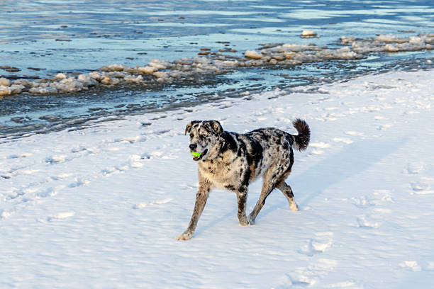 A spotted merle dog running across a snowy shoreline with a green ball in its mouth, featuring a background of icy sea water and winter landscape.