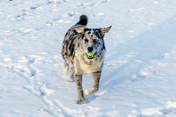 A spotted merle dog running across a snowy shoreline with a green ball in its mouth, featuring a background of icy sea water and winter landscape.