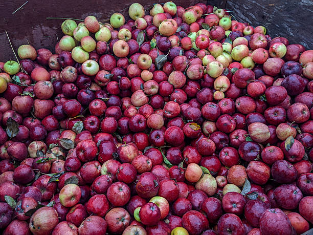 This is a color photograph of a millennial Puerto Rican woman holding a freshly picked apple while on a weekend day trip to a Westchester County orchard in upstate New York USA.