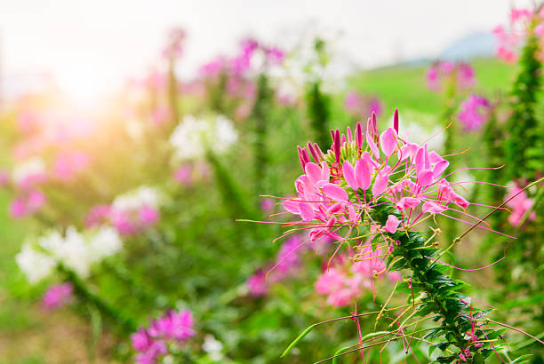 eautiful pink spider flower or cleome blooming in a green garden with soft sunlight and blurred background. The delicate petals and long stamens create a romantic and fresh natural atmosphere