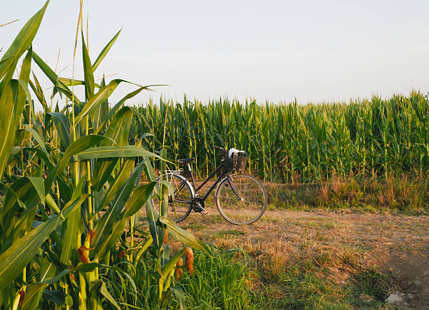 a bike surrounded by plants in a corn field's pathway