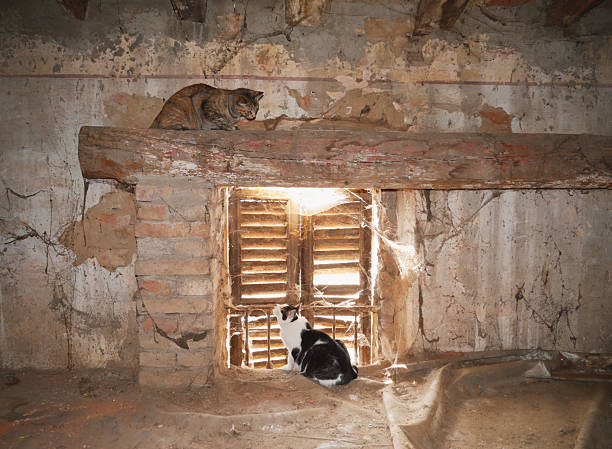 two cats looking at each other in front of a window in an abandoned building