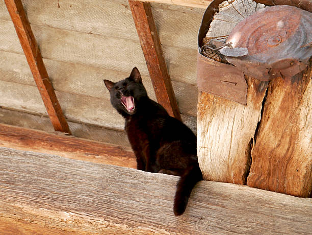 a black cat yawning while standing on a wooden roof beam