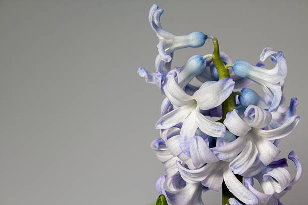 High angle close-up of a blooming blue hyacinth flower. The image features a shallow depth of field with selective focus on the delicate petals, set against a neutral grey studio background with ample copy space on the left.