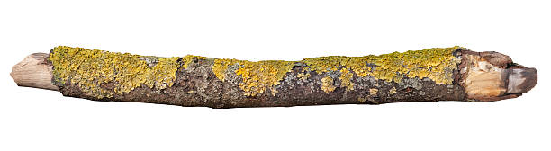 A weathered log covered in yellow-green lichen and moss rests on a white background, offering a natural, rustic texture perfect for nature, outdoor, and wilderness themed designs.