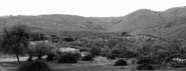 Hill and trees in autumn with empty sky