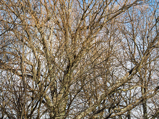 Tree branches bare of leaves in a dense forest in winter