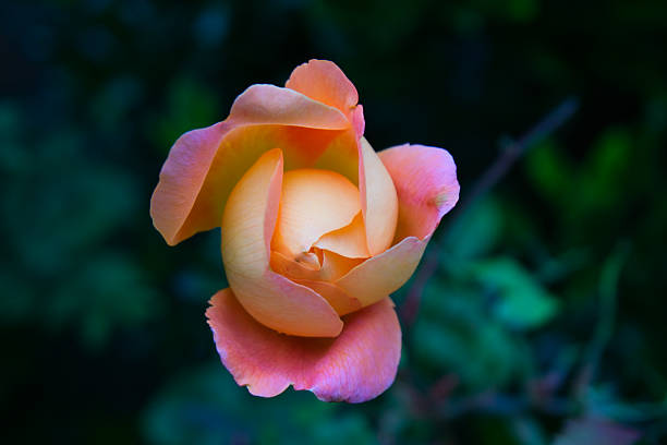 A soft, high-quality macro shot of a single peach and pink rose bud beginning to bloom. The delicate petals curve elegantly, captured in sharp detail against a dark, moody, and out-of-focus green garden background. This romantic and serene floral image is perfect for themes of nature, growth, new beginnings, and springtime.