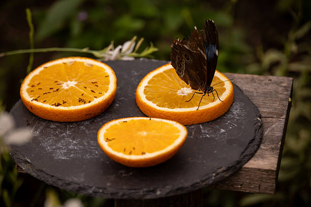 An eye-catching and colorful composition featuring a large brown butterfly with striking wing patterns resting on a juicy, sun-ripened orange half. The contrast between the earthy tones of the butterfly and the vivid orange of the fruit creates a high-impact visual. This image evokes themes of summer, tropical nature, vitality, and the sweetness of the natural world. It is perfect for wellness branding, travel brochures, or as an illustrative image for healthy living and biodiversity.
