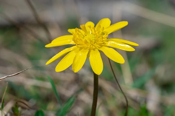 Yellow lesser celandine flowers bloom on glade in springtime. Small floret of ficaria verna is herbaceous plant growth on meadow. Spring buttercup ranunculus ficaria in wildlife. Wildflower early.