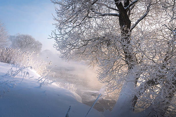 Beautiful frosty nature scene featuring snowy trees covered in thick white hoarfrost along a peaceful river shore. Soft morning sunlight illuminates every icy branch, creating a sparkling winter wonderland. Cold pristine atmosphere, untouched wilderness. Perfect for seasons, tranquility, Christmas, and serene landscape concepts.