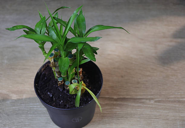 A healthy lucky bamboo plant with multiple green stalks and fresh leaves sits in a black pot on a wooden surface. The vibrant foliage and simple presentation create a calm, natural aesthetic suitable for themes such as home décor, indoor plants, wellness, feng shui, and modern lifestyle imagery.