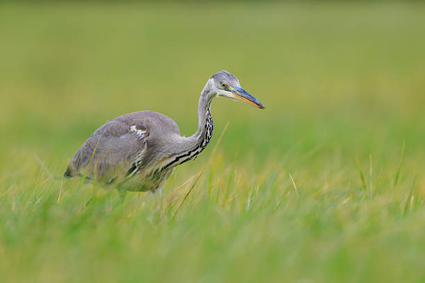 Closeup of a Grey heron, Ardea cinerea, hunting in a meadow