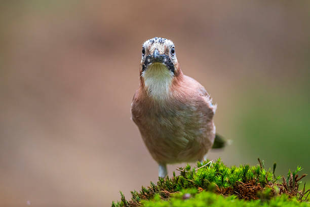 L 32-35 cm, WS 54-58 cm.Breeds in various types of woodland, both coniferous and deciduous, and in larger wooded parks.Prefers areas with acorns (secondarily beech nuts, hornbeam seeds), which are cached in autumn as winter food; shipments high up with crop full of acorns can extend over several kilometers.Mostly resident, but N populations migrate S and SW in some autumns.Vigilant and shy, difficult to approach.Omnivore; summer diet includes a good many eggs and young of small birds.Nests usually in tree.This is a common Species in the Dutch Forests and Parks.