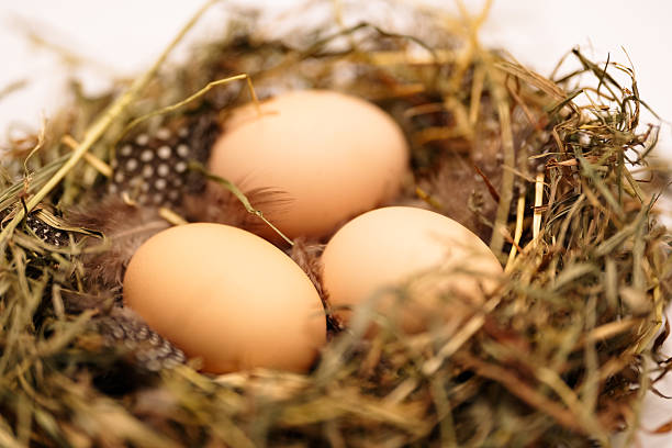 Brown eggs with straw on white background