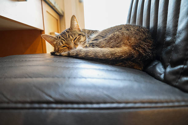 Domestic Indoor Cat Sleeping on Black Leather Chair with a wooden desk and drawer partially visible on the side.