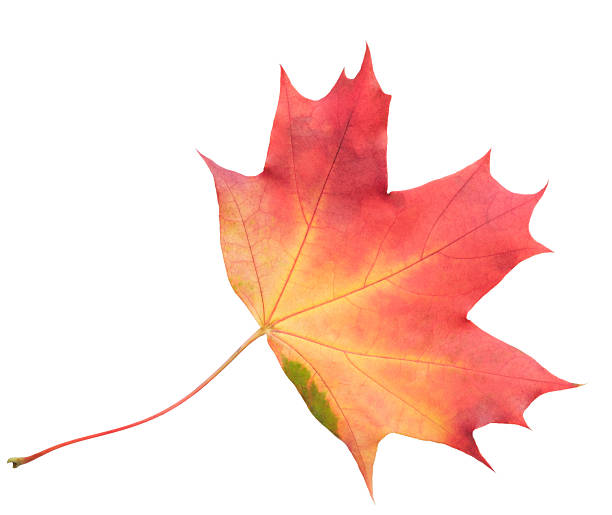A leaf of a maple tree is shown in full color. The leaf is red and has a slightly brownish tint. The leaf is positioned on a white background, which makes the leaf stand out and appear more vibrant