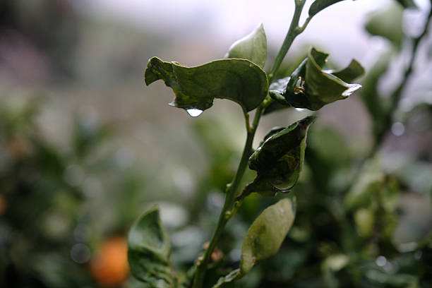 Raindrops are falling from the leaves of the tree after the rain.