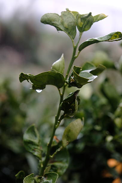 Raindrops are falling from the leaves of the tree after the rain.