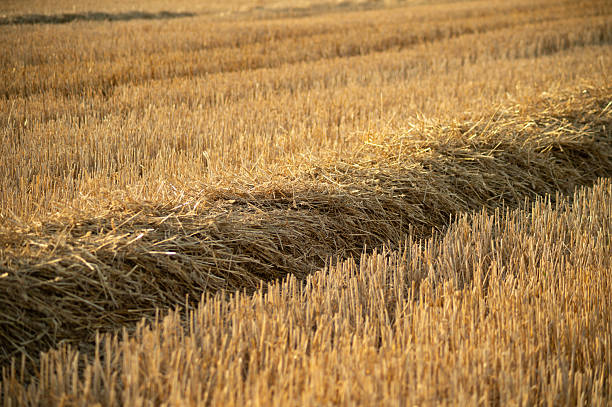 A detailed view of freshly cut wheat straw gathered into long windrows for collection. The golden stalks show clear texture and patterns in the harvested field.