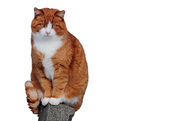 Beautiful cat on white