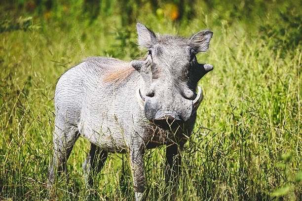 A Warthog looks on in Kruger National Park