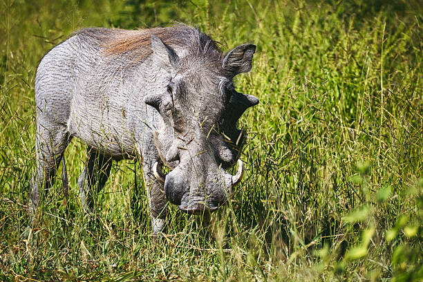 Warthog in the sunny bush of Namibia.