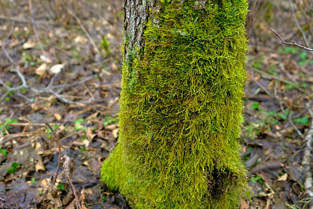 A close up view shows vivid green moss on a tree trunk in Belavezhskaya Pushcha, Belarus, with damp leaf litter and twigs in soft diffuse light suggesting cool early spring or autumn.