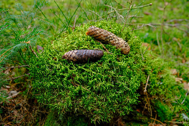 Pinecone laying on the ground in a forest setting