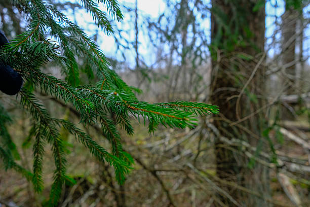 A spruce branch with glossy green needles runs diagonally in Belavezhskaya Pushcha, Belarus. A mossy trunk and pale fallen branches blur in cool overcast light.