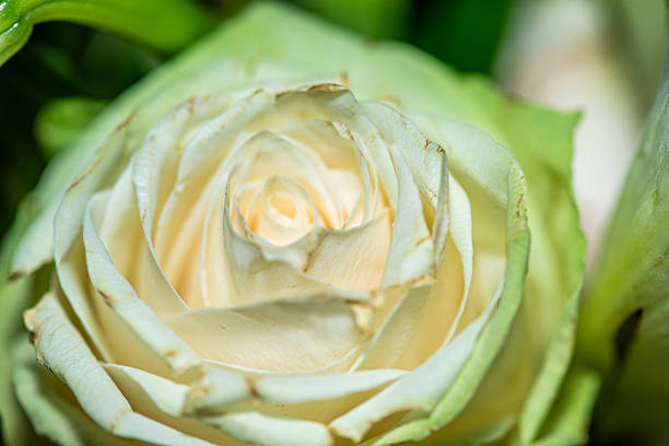Close up of a white rose with a green bokeh background