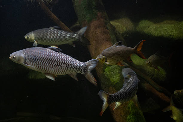 Underwater View of swimming fish