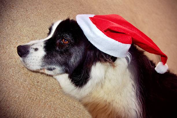 A Collie Dog in a Christmas Santa Hat.
