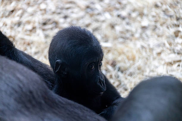 Cute little gorilla baby plays with a stick.