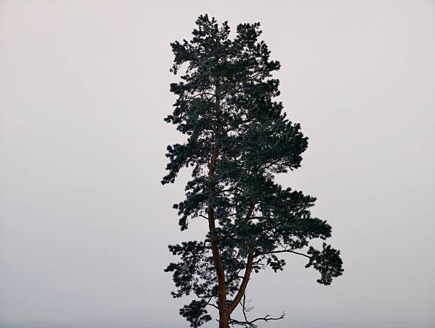 Solitary pine silhouette against sky, tall trunk and sparse crown stand isolated on pale backdrop, stark