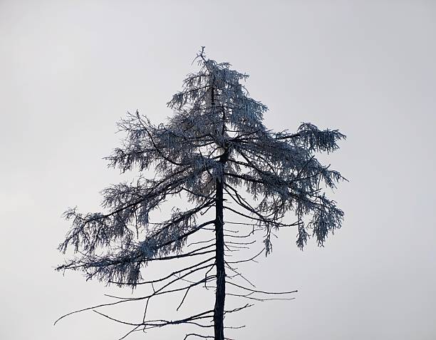 Lonely pine silhouette against overcast sky, sparse branches and stark form create moody minimalist scene,