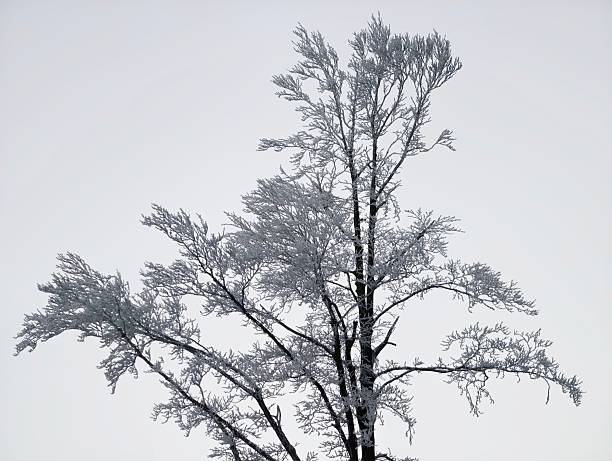 one lone tree