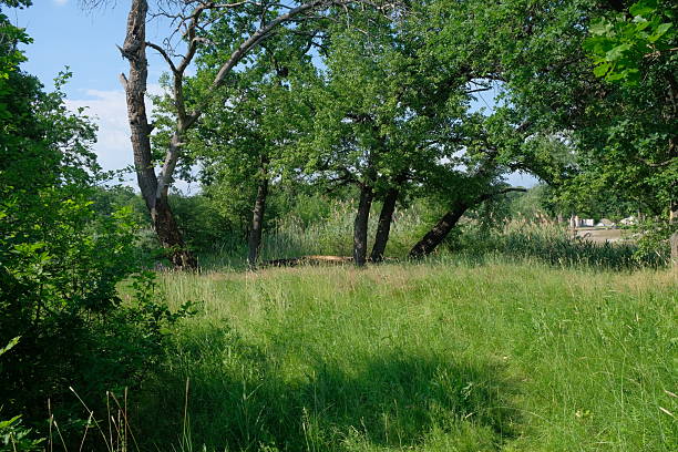 Forest path In the forest you can see trees, grass, summer, sunshine 1