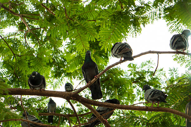 Flock of pigeons perched on tree branches under lush green canopy, low angle view with sunlight filtering through leaves, urban wildlife and peaceful natural scene.