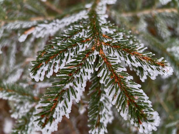 Frosted spruce needles macro closeup, delicate hoarfrost crystals coating green needles, shallow depth