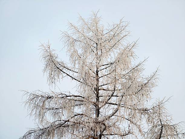 Solitary frostcovered tree against soft sky, intricate branch network highlighted by white rime, stark