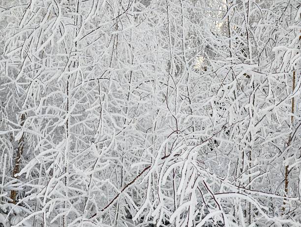Dense thicket covered in fresh snow, intricate network of branches and twigs forming white textured pattern,