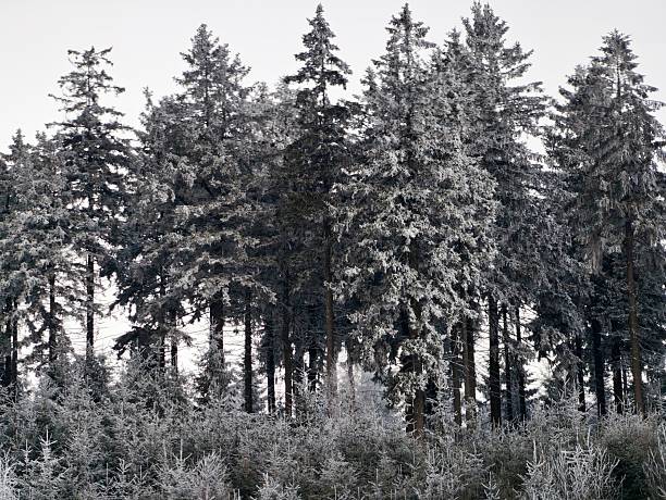 Cluster of frosted spruce trees, compact stand forms textured mass with snow dusting and heavy boughs, cold