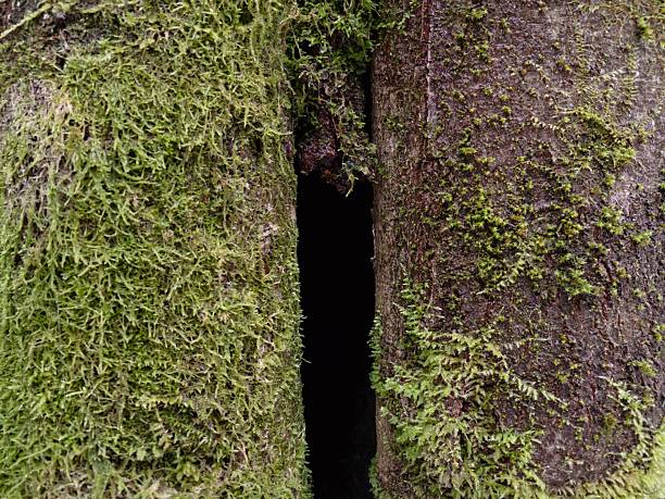 Closeup mossy tree cavity revealing dark crevice and textured bark, narrow hollow suggests shelter