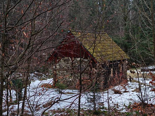 Moss roof shed among bare trees and thawing ground, weathered boards and stacked logs beside structure, patchy