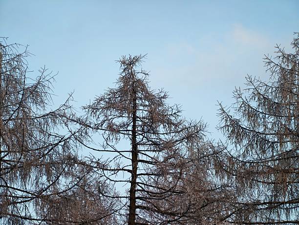 Frosted larch treetops against pale blue sky, delicate needle silhouettes and frost crystals highlighted