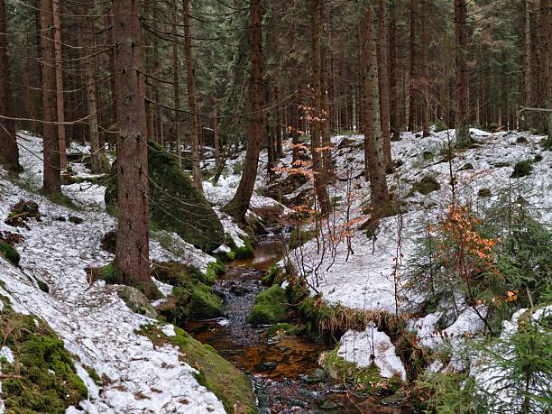 Silent winter creek winding through pines and snowdusted floor. Amber water threads between trunks,