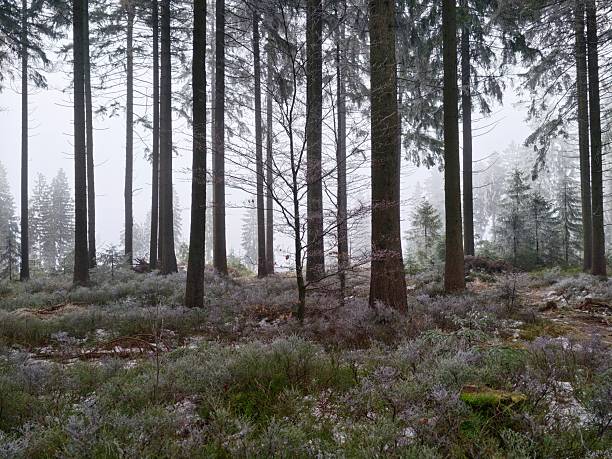 Evenly spaced pines forming misty avenue, rhythmic trunks, layered depth, soft fog veil, calming minimal