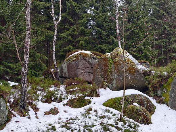 Large mossy boulder under birch, geologist inspecting glacial erratic, heavy lichen, scattered snow, evergreen