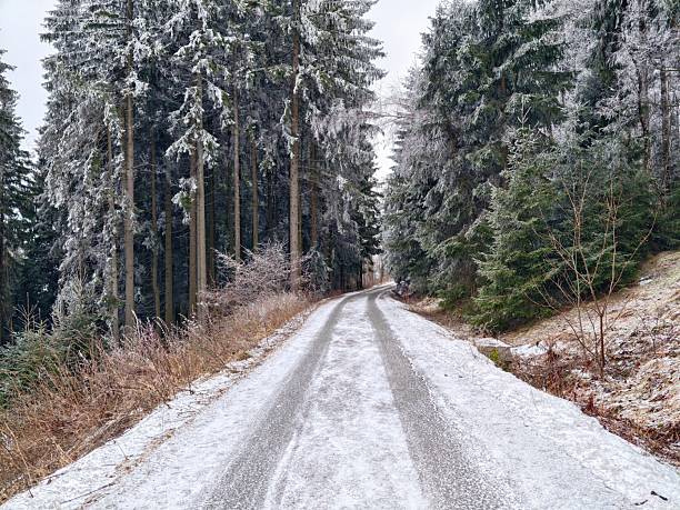 Winding frosty road leading into dense tall woods, rimed tree trunks lining narrow pathway, muted winter light